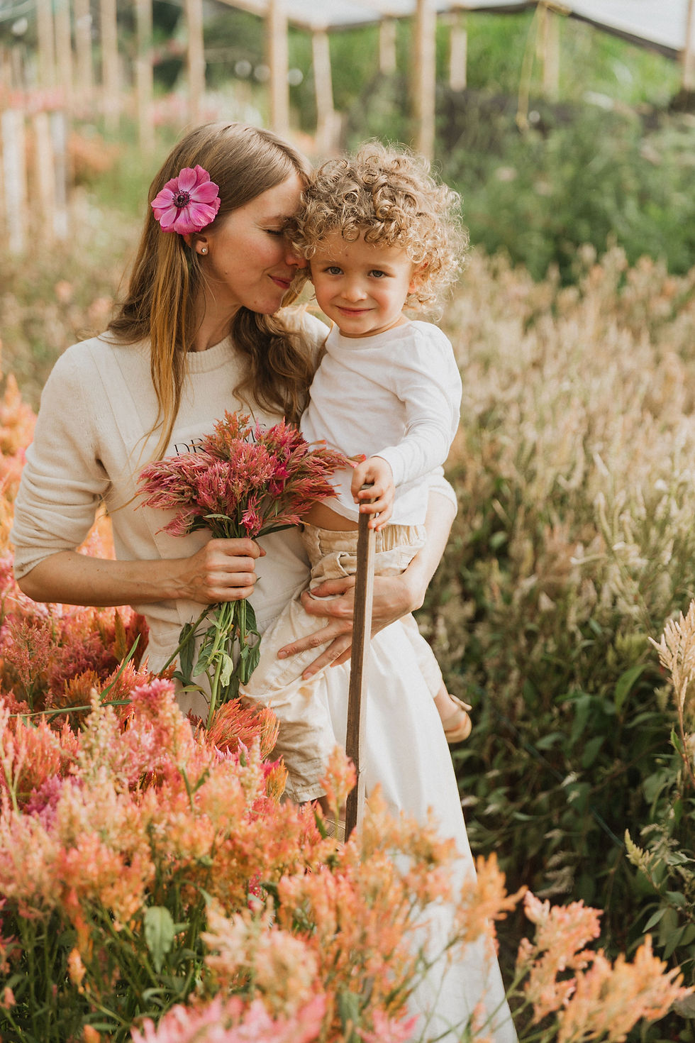 Miniatura: Celosias Dreams