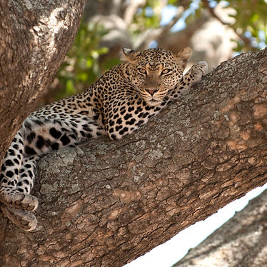 leopard-resting-in-tree-serengeti-tanzania-afri-2021-08-26-18-01-11-utc-scaled.jpg
