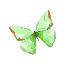 Lime butterfly