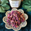Thumbnail: Rose Petals - Refill
