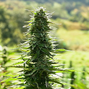 Pictures brand (25).png