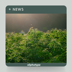 News: Molecular Profiling Highlights the Untapped Power of Wild Cannabis.