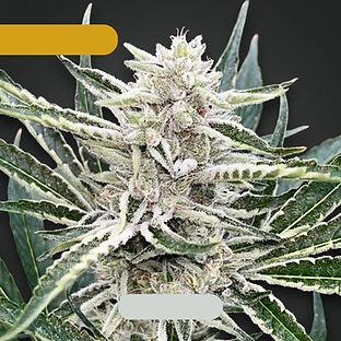 Amnesia Gas (4).png