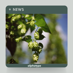 News: Beer and Cannabis Could Share 'Sex Switch,' Study Finds.
