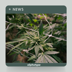 News: Trump Administration Reclassifies Cannabis as Less Dangerous.