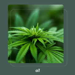 News: Antigua To Expunge Criminal Records Of Persons Convicted For Small Possession Of Cannabis.