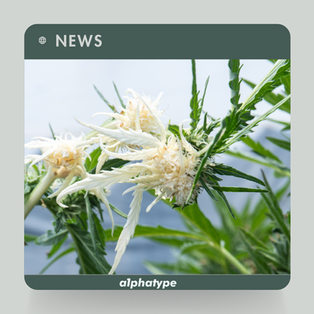 Blog: The Science Of Phenotype Hunting