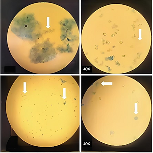 Untitled design (42).png