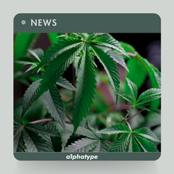 News: New Israeli Study Discovers Cannabis Terpenes Activate Endocannabinoid Receptors.