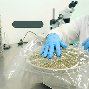 Resin Extraction Test (Dry Sift Protocol) (1).png