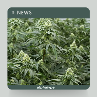 News: Kazakhstan to Permit Industrial Hemp Cultivation.