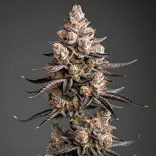 Pink Rozay_edited_edited.jpg