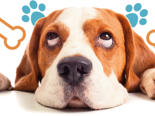 Should you capitalise animal species and breed names?