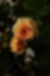 EE9D50B6-3F27-467E-A012-3C3517F6E0B4.jpeg