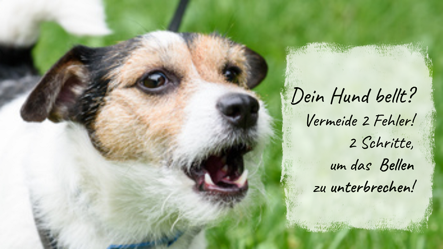 Kurs-Paket mit 29 Online-Kursen einmalig freischalten