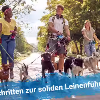 Miniaturbild: Einzelkurs Leinenführigkeit
