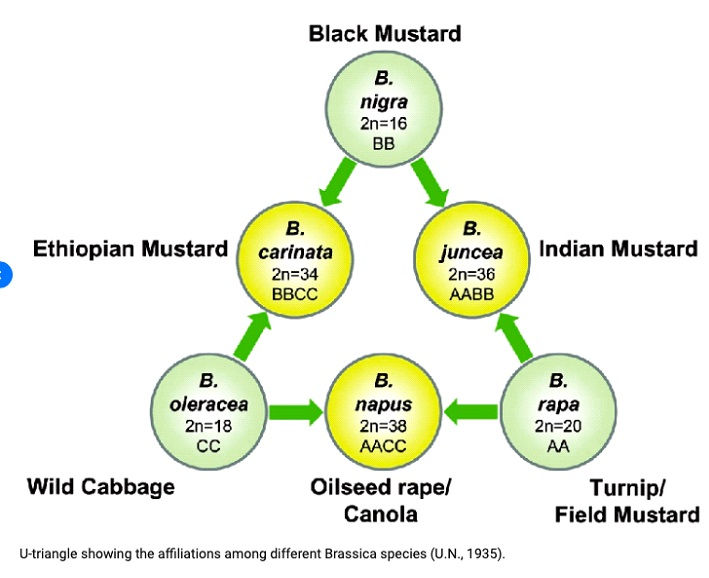 , showing the genetic relationships among six species of the genus Brassica. Ancestral species lie at the corners of the triangle