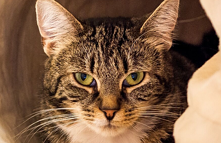 Tabby Teas Cat Cafe Sheffield  Our Cats 
