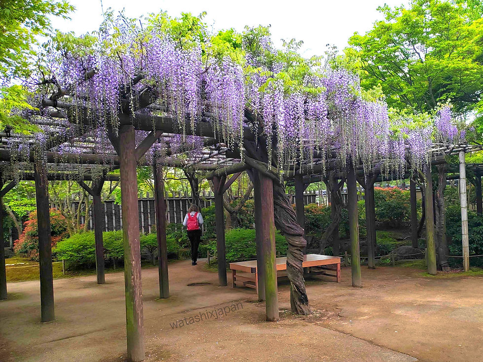 A beautiful place to take a rest under the Japanese Wisteria in May.