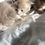 Thumbnail: POLYDACTYL Tabitha of Royal Maine Coons