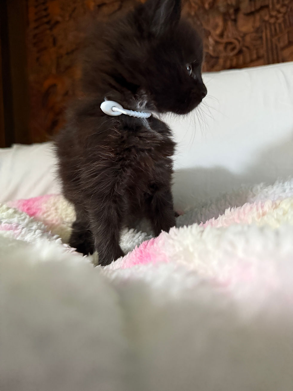 Thumbnail: SOLID SILKY BLACK Lavender of Royal Maine Coons