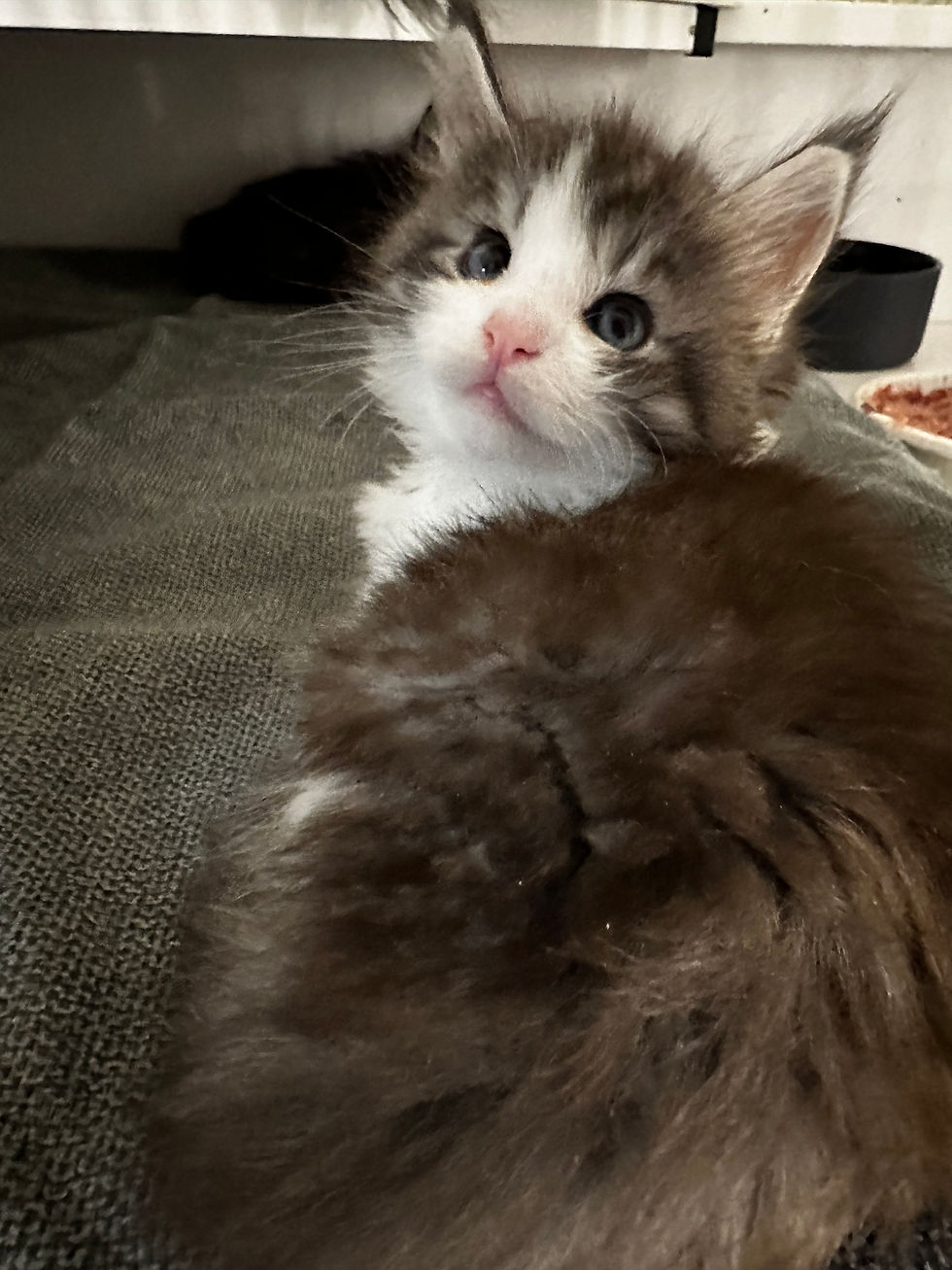 Thumbnail: RARE-BLUE EYES-HUGE Tobias of Royal Maine Coons