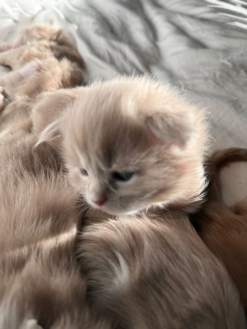 Thumbnail: POLYDACTYL Tulum of Royal Maine Coons