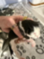 Thumbnail: BLUE EYES, TUXEDO Legacy of Royal Maine Coons