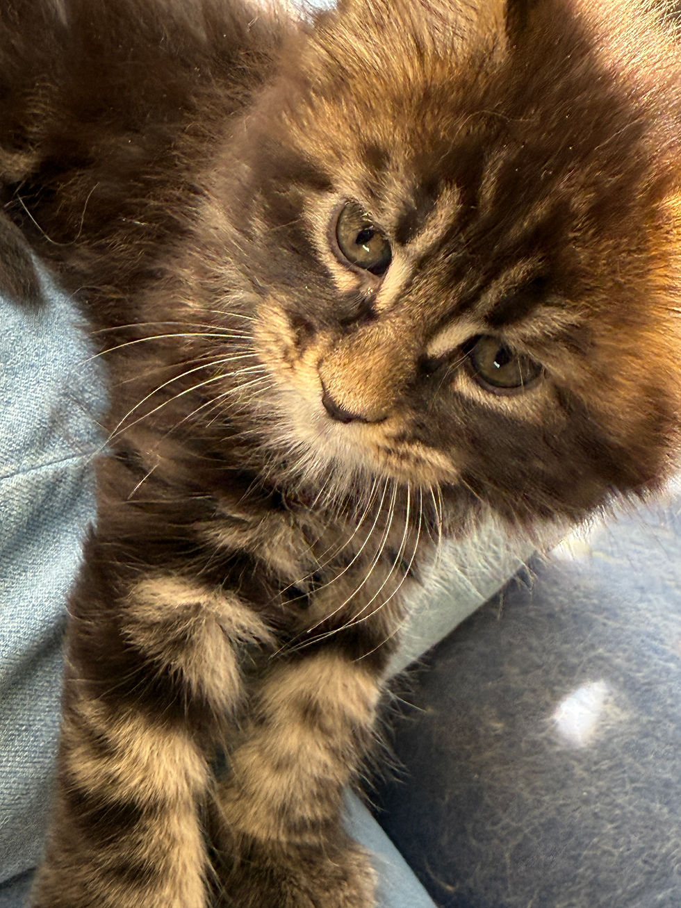 Thumbnail: HUGE-Grover of Royal Maine Coons
