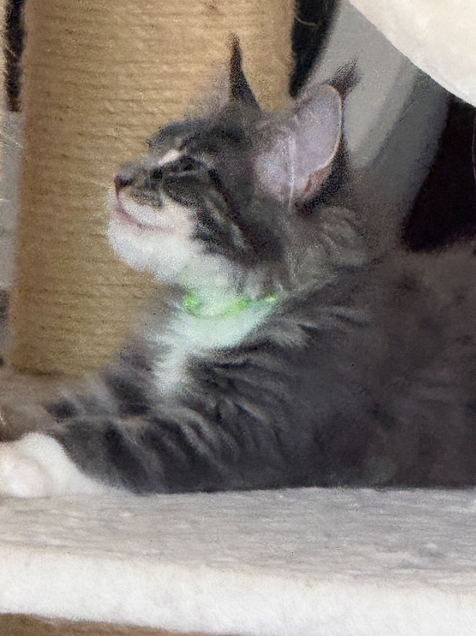 Thumbnail: STUNNING BLUE Jellybean of Royal Maine Coons