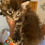 Thumbnail: Standard Black Tabby HENRY of ROYAL MAINE COONS