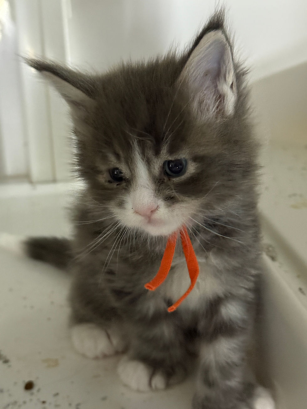 Thumbnail: POLYDACTYL Quinton of Royal Maine Coons