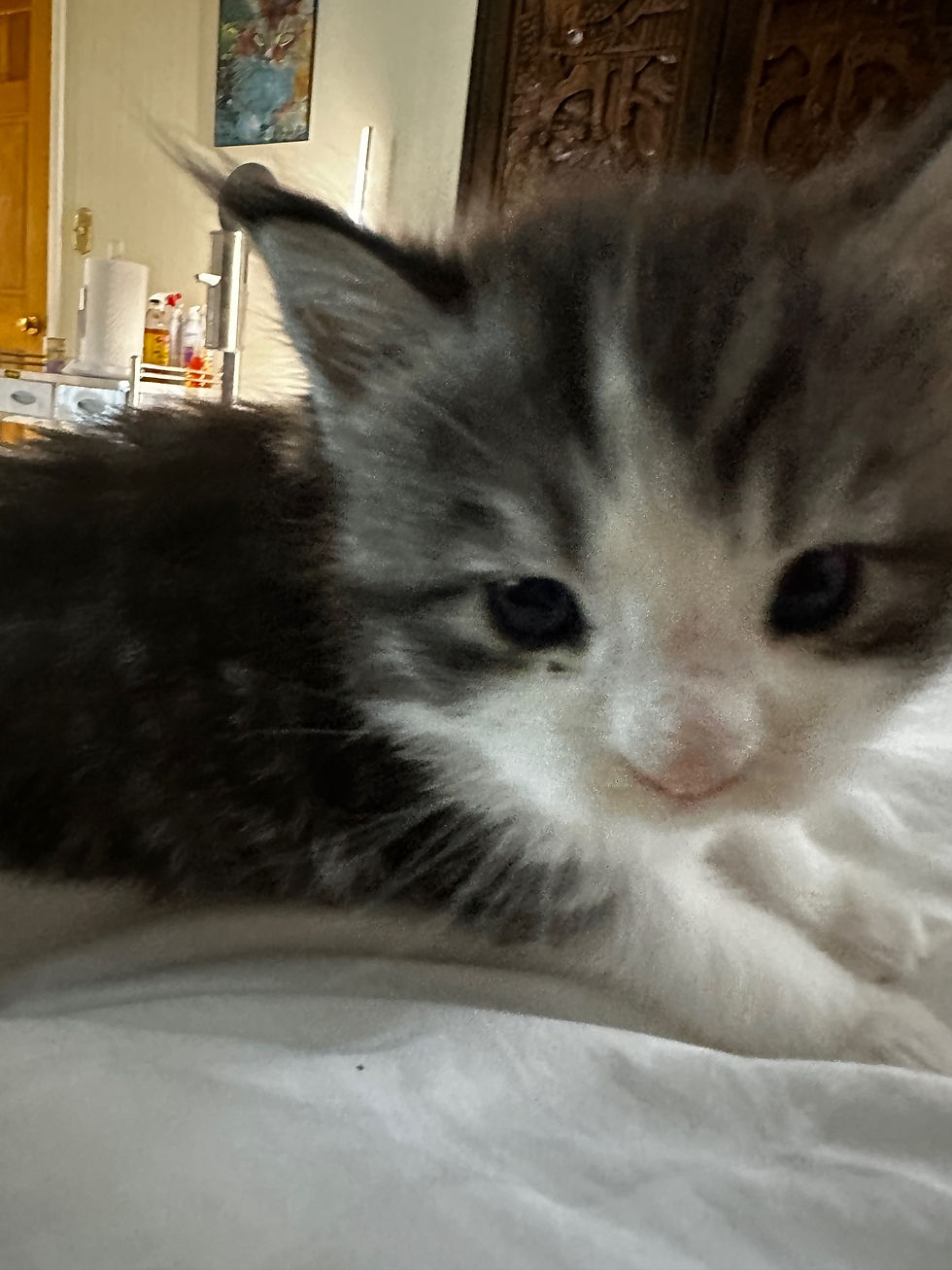 Thumbnail: RARE-BLUE EYES-HUGE Tobias of Royal Maine Coons
