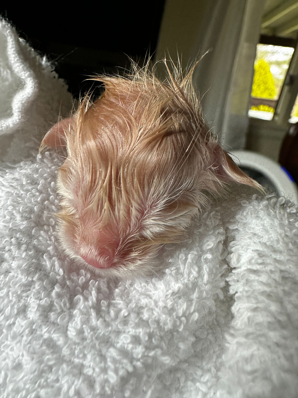 Thumbnail: OWEN of Royal Maine Coons
