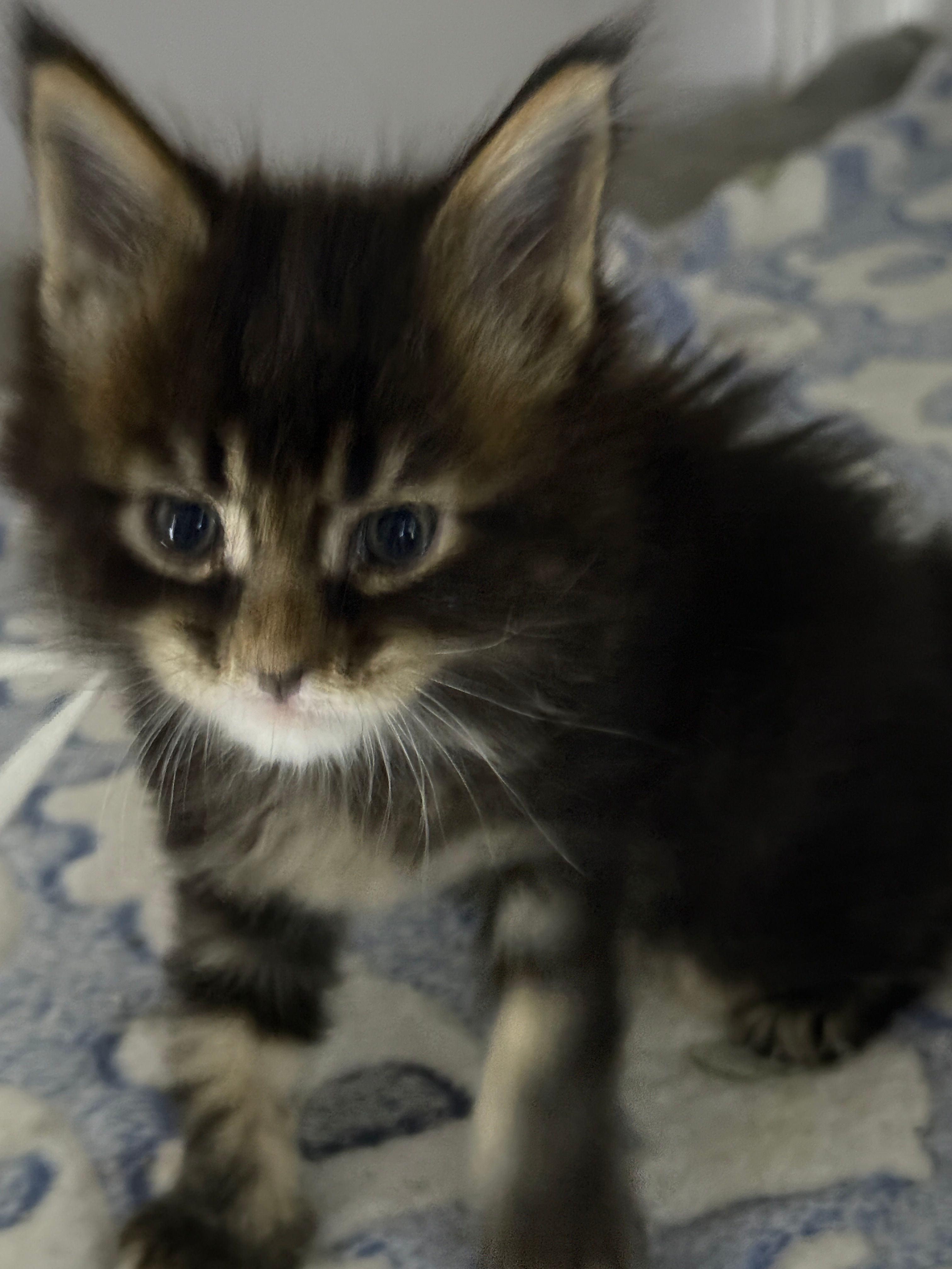 BEAUTIFUL Quintessa of Royal Maine Coons