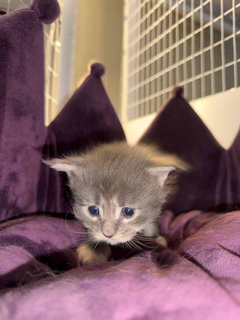 Thumbnail: STUNNING BLUE Jellybean of Royal Maine Coons