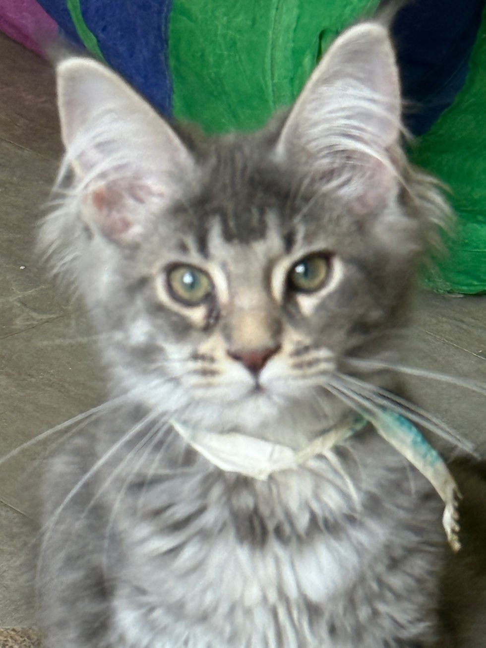 Thumbnail: BEAUTIFUL STANDARD Haven of Royal Maine Coons