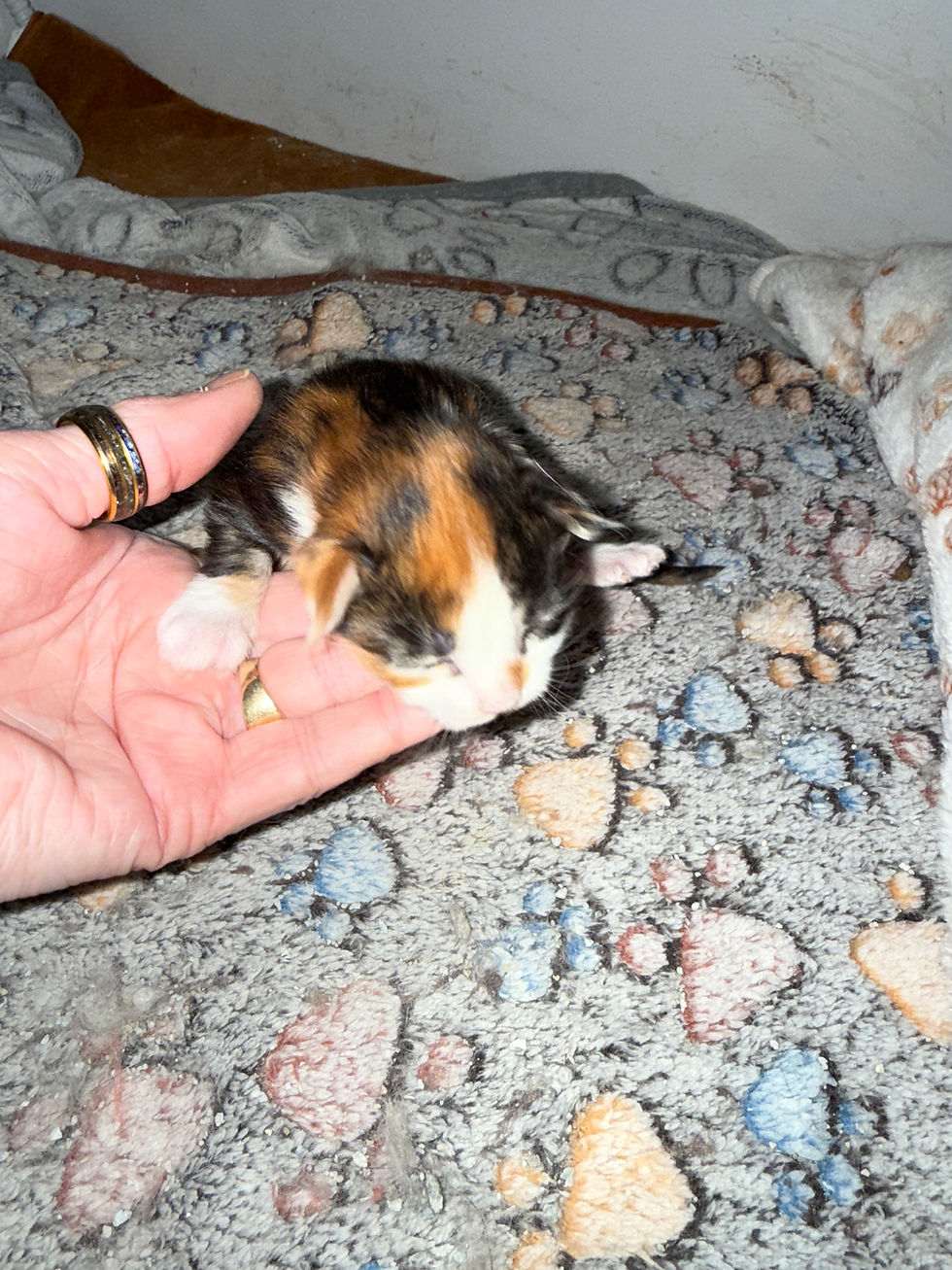 Thumbnail: HUGE CALICO-Nova of Royal Maine Coons