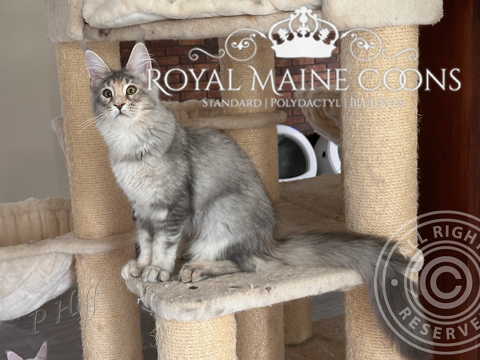 Thumbnail: GORGIOUS Mercedes Katrin Style *Ru