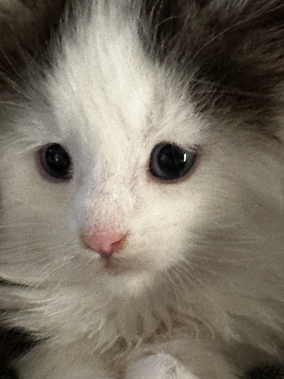 Thumbnail: RARE-BLUE EYES-Tashi of Royal Maine Coons