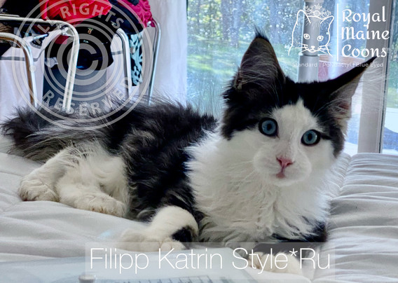 Sire Filipp Katrin Style *Ru
Polydactyl 7/7/6/6