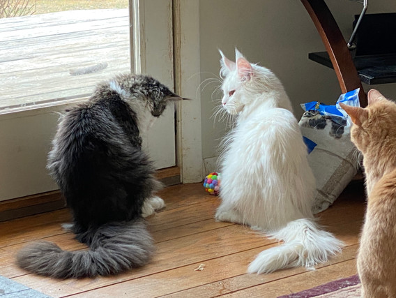 Sire Filipp Katrin Style *Ru
Polydactyl 7/7/6/6 and Nasreddin 7/7/6/6