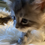 Thumbnail: CADENCE of ROYAL MAINE COONS