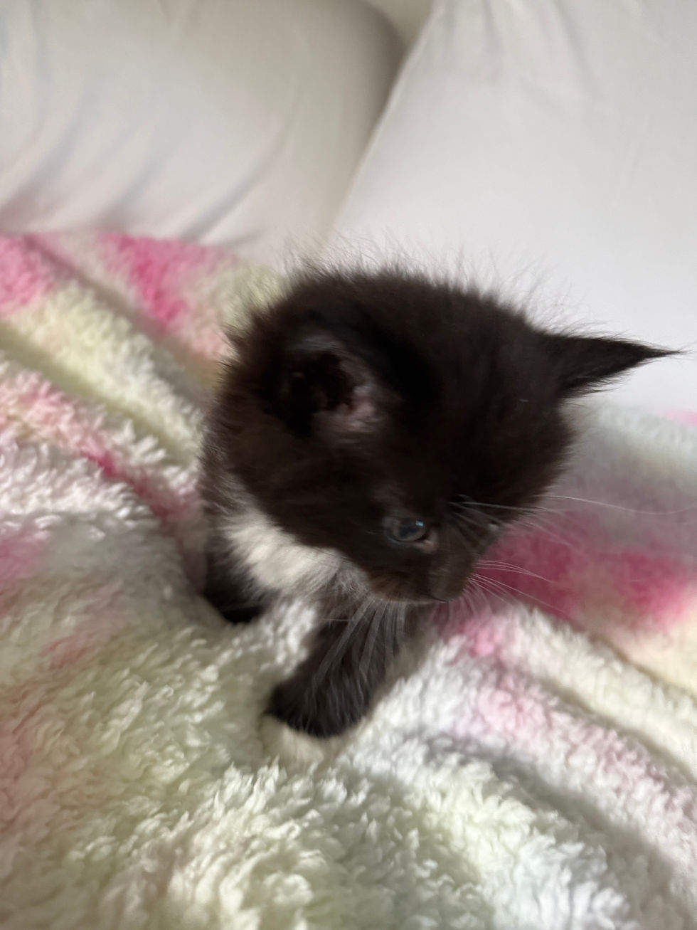 Thumbnail: Lucy of Royal Maine Coons