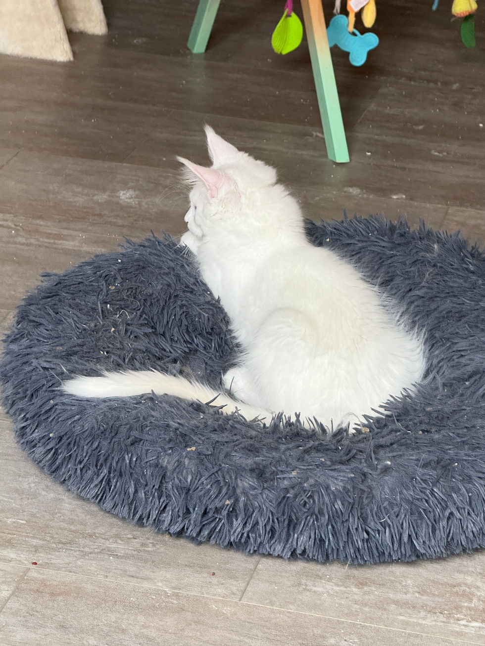 Thumbnail: POLYDACTYL, BLUE EYED Love of Royal Maine Coons