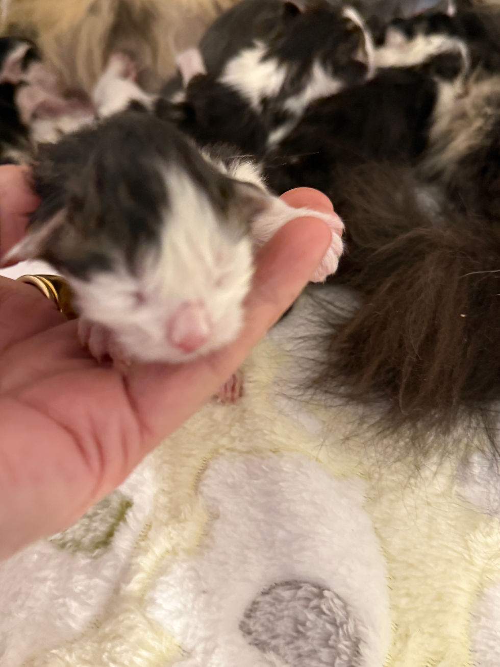Thumbnail: POLYDACTYL, BLUE EYED, RARE Misty of Royal Maine Coons