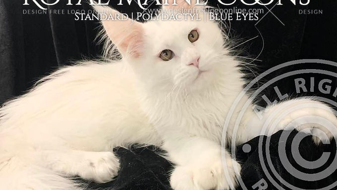 Sire Nasreddin Gonsior Line