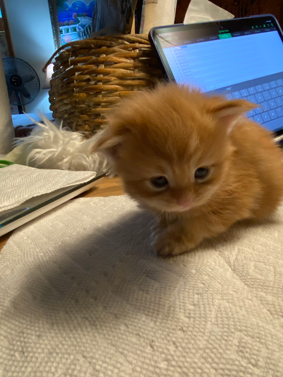 Thumbnail: Standard Red Marble FRIEDA of ROYAL MAINE COONS
