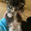 Thumbnail: DIMITRI of ROYAL MAINE COONS (4)