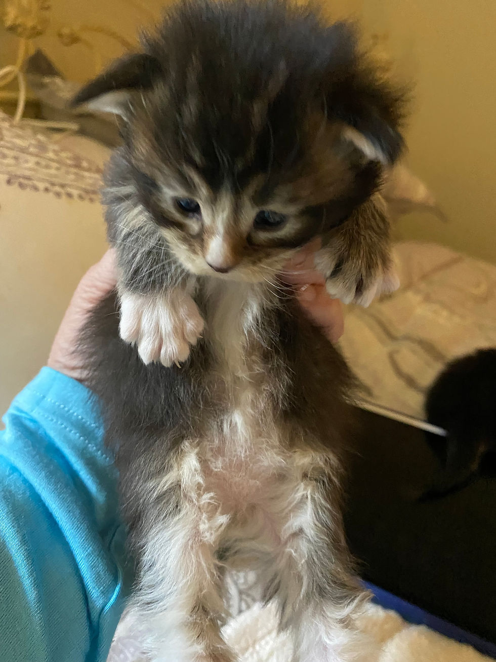 Thumbnail: DIMITRI of ROYAL MAINE COONS (4)